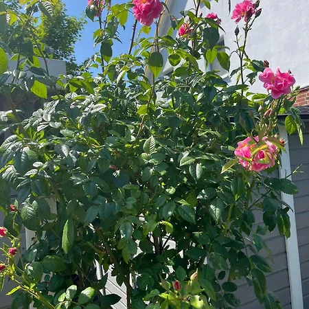 Storchenblick-no-1 בית נופש ווינזן