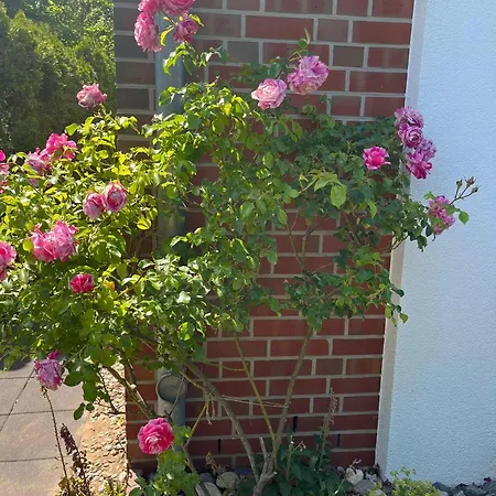 Storchenblick-no-1 * ווינזן